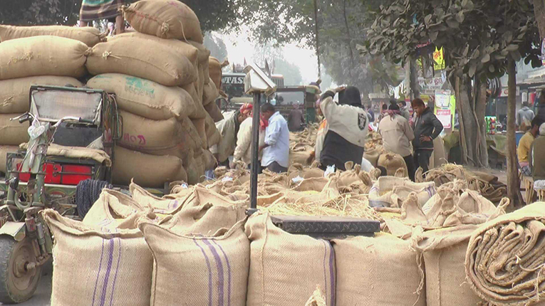 দিনাজপুরে মণপ্রতি ধানের দাম কমেছে ১৫০ টাকা