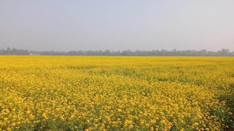 সরিষাবাড়ীতে সরিষার বাম্পার ফলন আশা করছেন কৃষকেরা