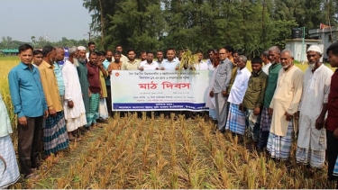 নোয়াখালীর সুবর্ণচরে বিনাধান-১৭ নিয়ে মাঠ দিবস