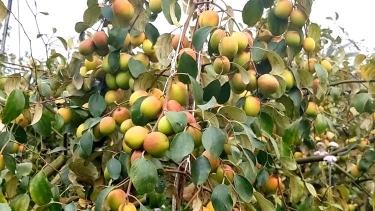 কুমিল্লার গোমতি নদীর তীরে কাশ্মিরী আপেল কুল চাষ