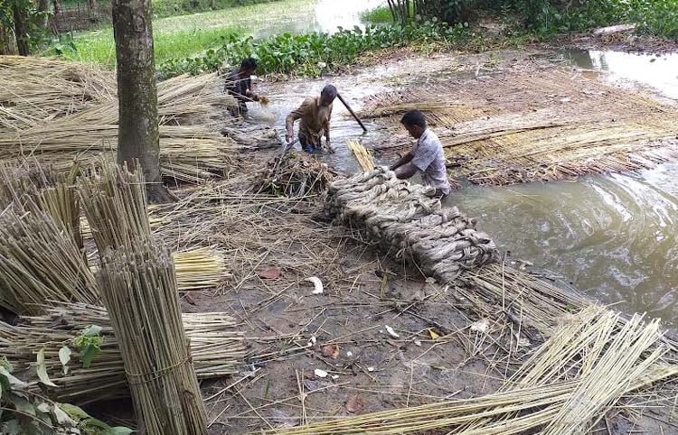 জয়পুরহাটে পাট কাটা ও জাগ দেয়ায় ব্যস্ত কৃষকরা