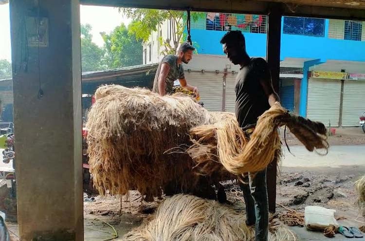 গোপালগঞ্জে ৩৮০ কোটি টাকার পাট উৎপাদনের আশা