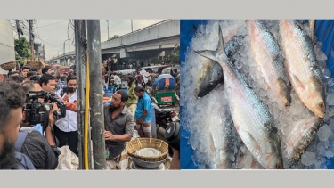 কারওয়ান বাজার আড়ৎ থেকে ১৫৫০ টাকা কেজি ইলিশ কিনে কয়েক গজ দূরে ২২০০ টাকায় বিক্রী