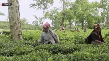 মহাসংকটে দেশের চা শিল্প