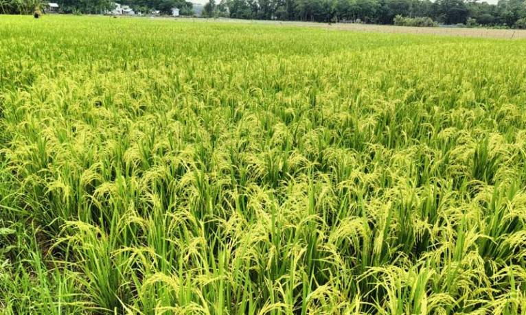 বোরো ধানের শীষে দোল খাচ্ছে কৃষকের স্বপ্ন