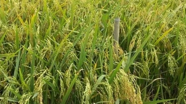 হাওরাঞ্চলের কৃষকদের জন্য আশার আলো নতুন ‘ব্রি ধান-১১৮’