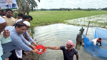 মাদারীপুরে সরকারি উদ্যোগে খাল-বিলে মাছের পোনা অবমুক্ত