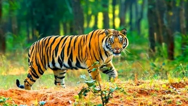 বিশ্ব বাঘ দিবস আজ