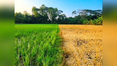 ডাসারে প্রবাসীর ৬০ শতাংশ জমির ধান বিষাক্ত দিয়ে ধ্বংস, থানায় অভিযোগ