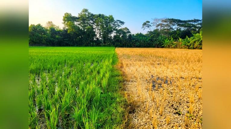 ডাসারে প্রবাসীর ৬০ শতাংশ জমির ধান বিষাক্ত দিয়ে ধ্বংস, থানায় অভিযোগ