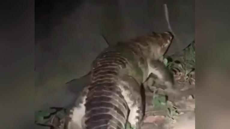 নারায়ণগঞ্জে লোকালয়ে ঘুরছিল কুমির, খুঁজছে বন বিভাগ