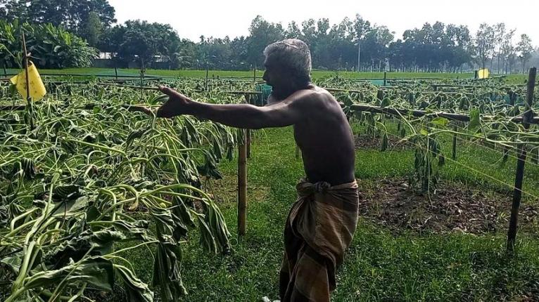 সরিষাবাড়ীতে ২০ শতাংশ জমির লাউ গাছ কর্তন, দিশেহারা কৃষক