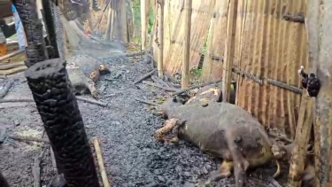 আগুনে পুড়ে ছাই ৪টি ষাঁড়, সরিষাবাড়ীতে দিনমজুর দম্পতির সর্বস্বান্ত